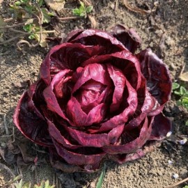 Chicorée sauvage Grumolo Rosso (Rouge de Verone)
