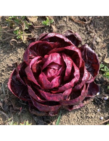 Chicorée sauvage Grumolo Rosso (Rouge de Verone)