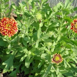 Gaillardia pulchella sundance bicolor (Gaillarde)
