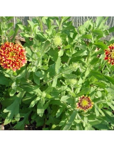 Gaillardia pulchella sundance bicolor (Gaillarde)