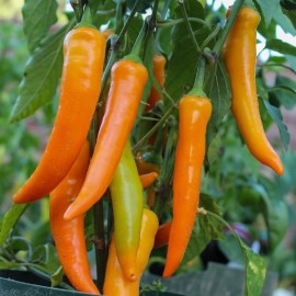 Piment Harvey (Piment fort)