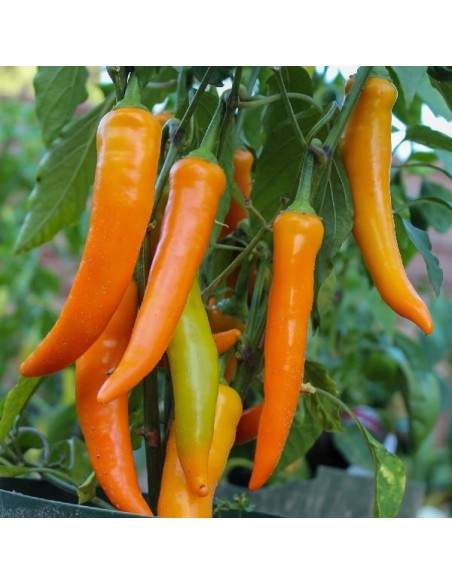 Piment Harvey  (Piment fort)