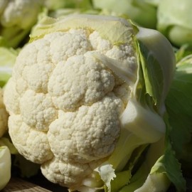 Chou-fleur Géant d'automne Primus