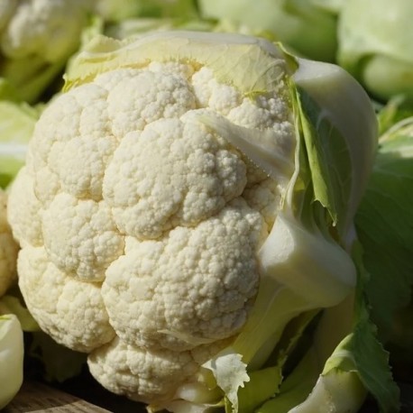 Chou-fleur Géant d'automne Primus