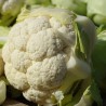 Chou-fleur Géant d'automne Primus