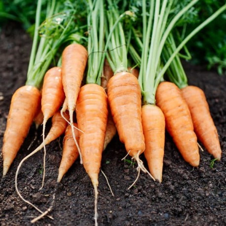 Graines Carotte 'Chantenay à cœur rouge 2'