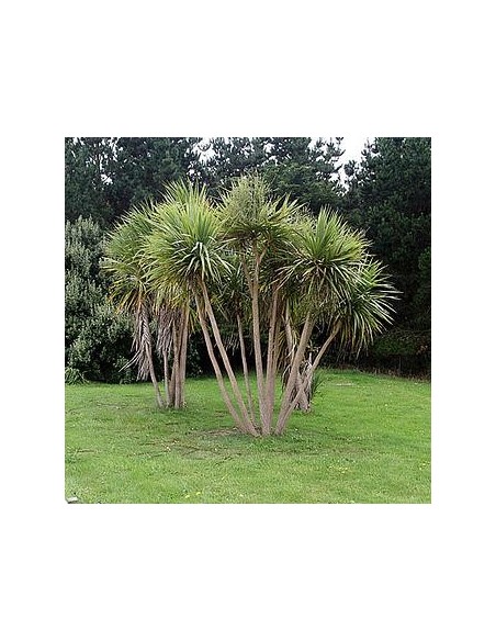 Cordyline Australis (Dracaena indivisa)