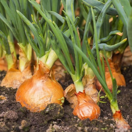 Oignon jaune Espagnol