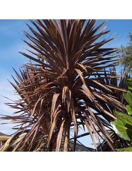 Cordyline Australis purpurea (Dracaena indivisa pourpre)