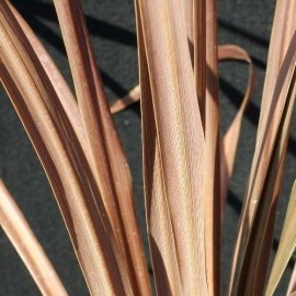 Cordyline Australis purpurea (Dracaena indivisa pourpre)