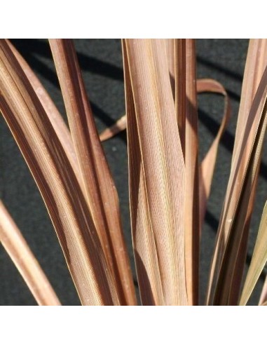 Cordyline Australis purpurea (Dracaena indivisa pourpre)