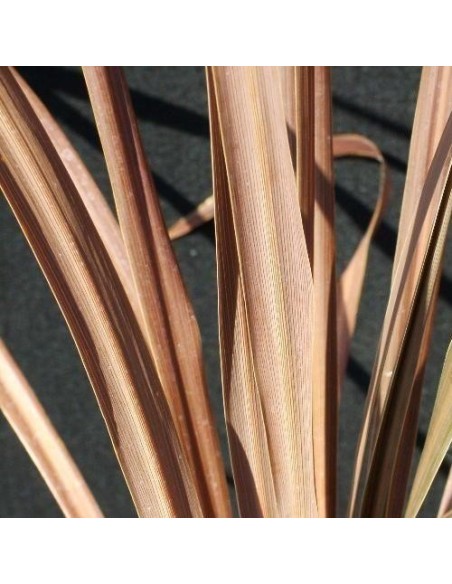 Cordyline Australis purpurea (Dracaena indivisa pourpre)