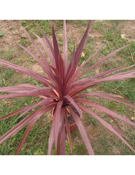 Cordyline Australis purpurea (Dracaena indivisa pourpre)