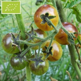 Tomate Blue cream berries BIO (Tomate cerise)