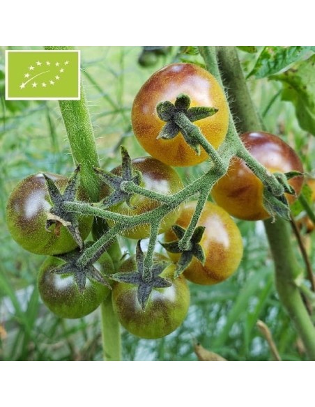 Tomate Blue cream berries BIO (Tomate cerise)