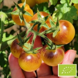 Tomate Blue cream berries BIO (Tomate cerise)