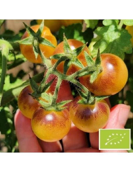 Tomate Blue cream berries BIO (Tomate cerise)