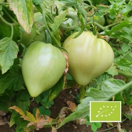 Tomate Coeur de boeuf de Jérusalem BIO
