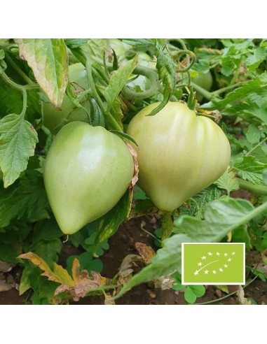 Tomate Coeur de boeuf de Jérusalem BIO