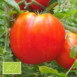 Tomate Coeur de boeuf de Jérusalem BIO