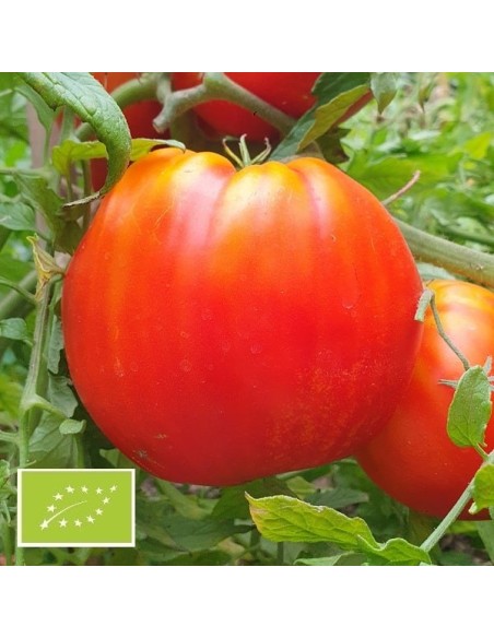 Tomate Coeur de boeuf de Jérusalem BIO