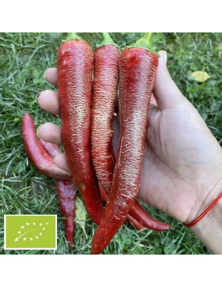 Piment Elephant BIO (piment peu fort)