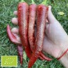 Piment Elephant BIO (piment peu fort)