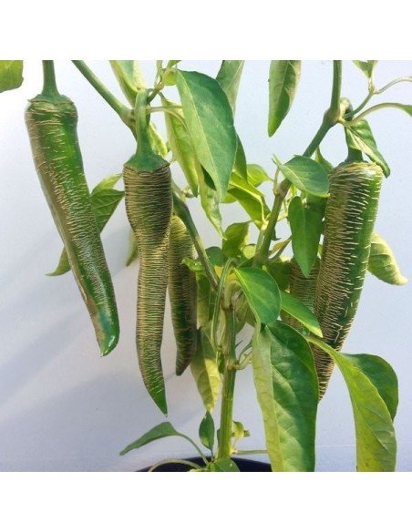 Piment Elephant BIO (piment peu fort)