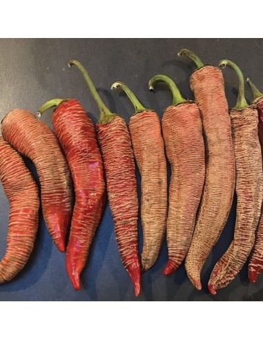 Piment Elephant BIO (piment peu fort)