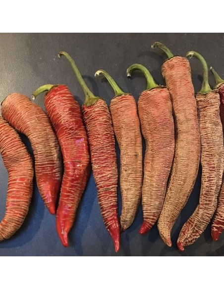 Piment Elephant BIO (piment peu fort)