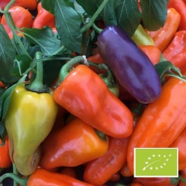 Poivron Pippin golden honey