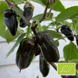 Poivron Pippin golden honey