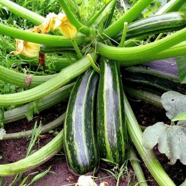 Courgette Striato d'Italia