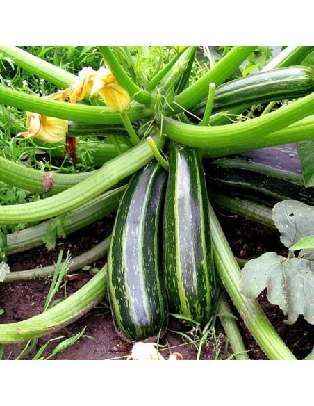 Courgette Striato d'Italia