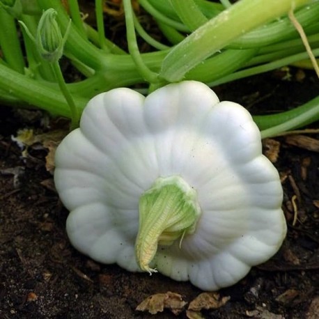 Pâtisson blanc Disco