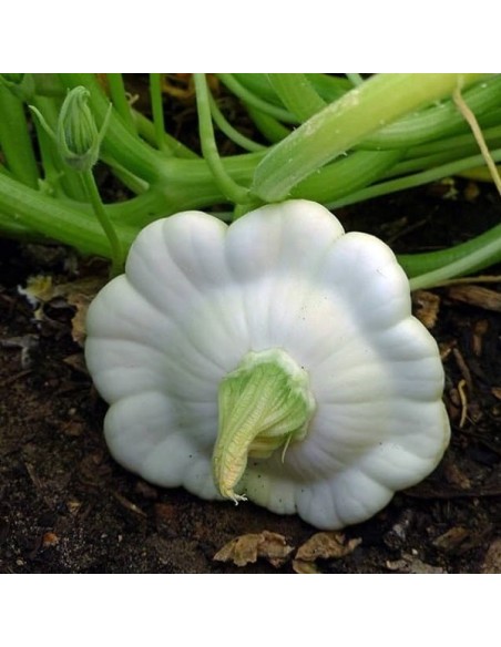 Pâtisson blanc Disco