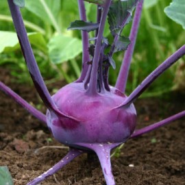 Chou rave Delicatess Blauer