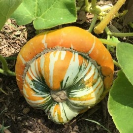 Potiron Turban turc (Giraumon)