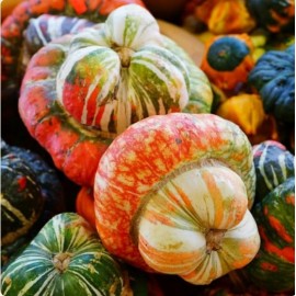 Potiron Turban turc (Giraumon)