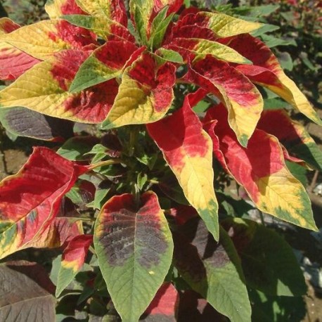Amaranthus tricolor (Amarante tricolore)