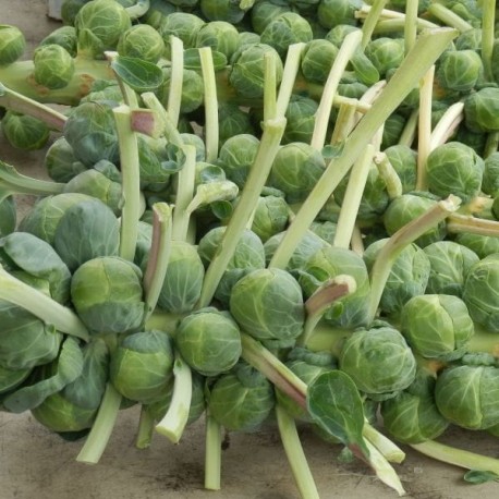 Chou de Bruxelles Mezzo nano ou demi-nain