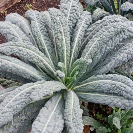 Chou Kale Noir de Toscane