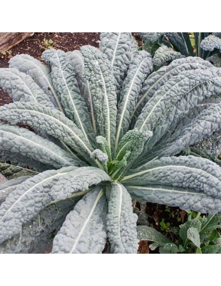 Chou Kale Noir de Toscane