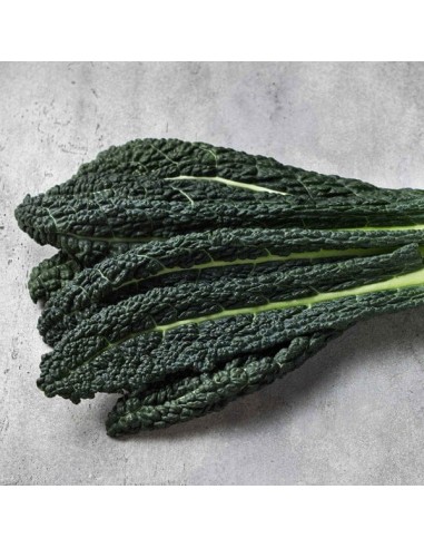 Chou Kale Noir de Toscane