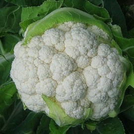 Chou-fleur Igloo