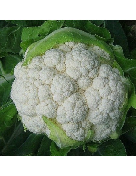 Chou-fleur Igloo
