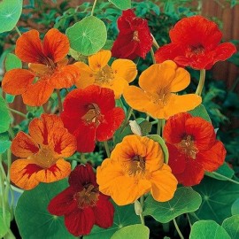 Capucine naine Tom Pouce MIX