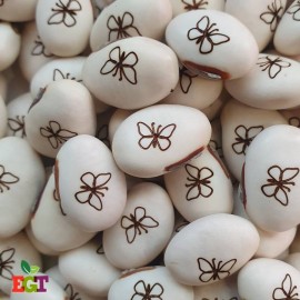 Haricot Magique PAPILLON pour faire passer vos messages