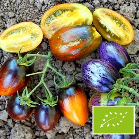 Tomate Brad's Atomic Grape BIO