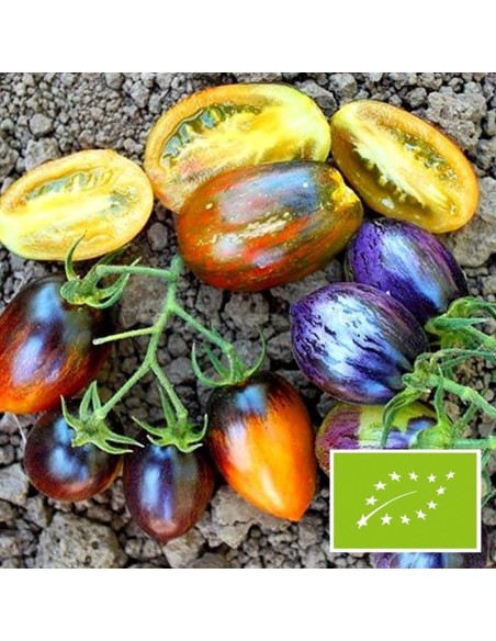 Tomate Brad's Atomic Grape BIO